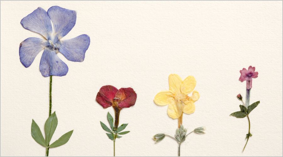 今すぐに押し花が欲しい！そんな時は…